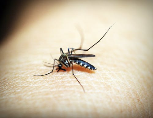 Comment vous débarrasser des moustiques qui vous gâchent l'été