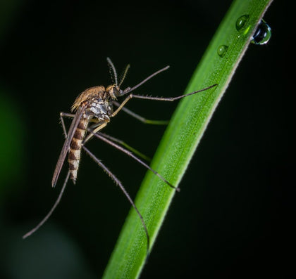 Anti-parasites