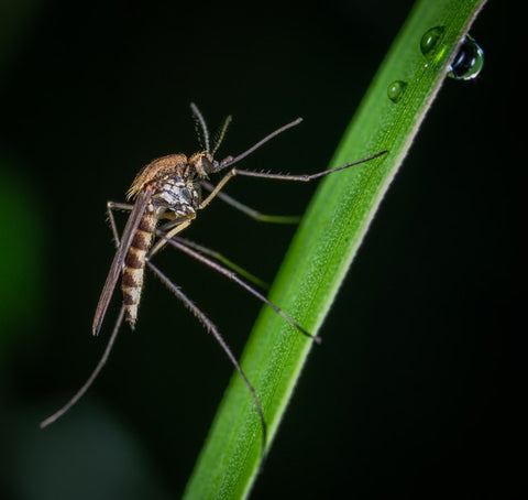 Anti-parasites