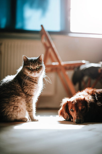 Animaux