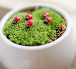 Coccinelles en bois de décoration