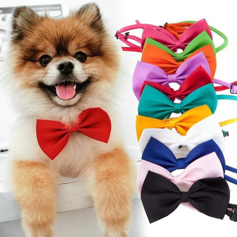 Nœud papillon animaux de compagnie